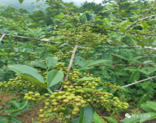 昭通青花椒:打造高原特色农业新体系，助农致富新“椒”傲!